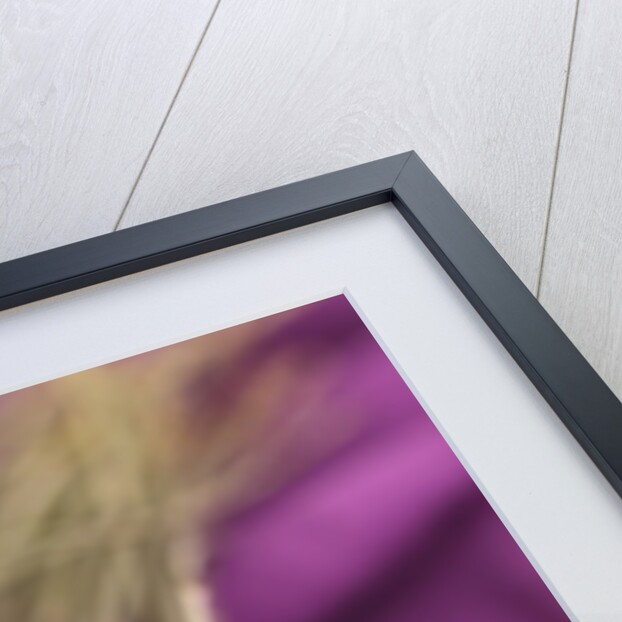 A bouquet of lavender flowers on a purple canvas by Anonymous