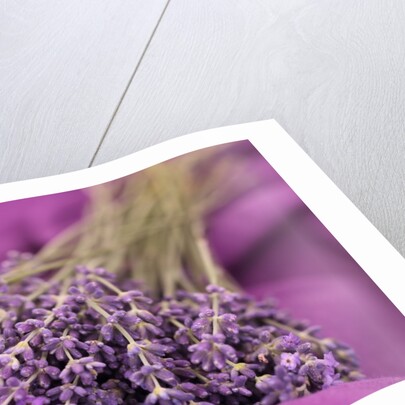 A bouquet of lavender flowers on a purple canvas by Anonymous