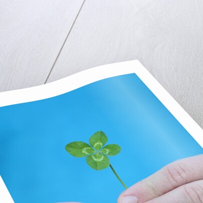 Man holding four-leaf clover by Anonymous