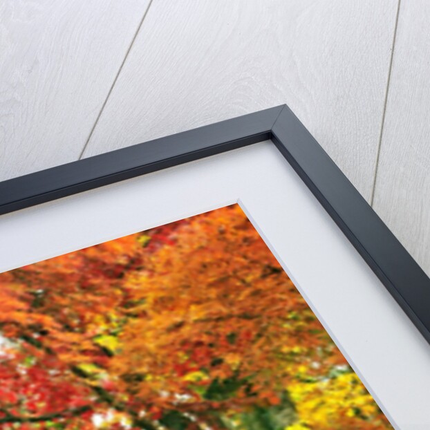 Lace leaf Japanese maple and red maple trees in garden in Portland, Oregon by Anonymous