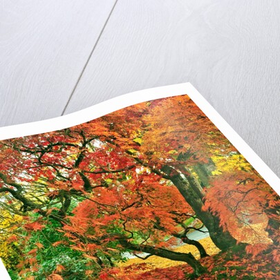 Lace leaf Japanese maple and red maple trees in garden in Portland, Oregon by Anonymous