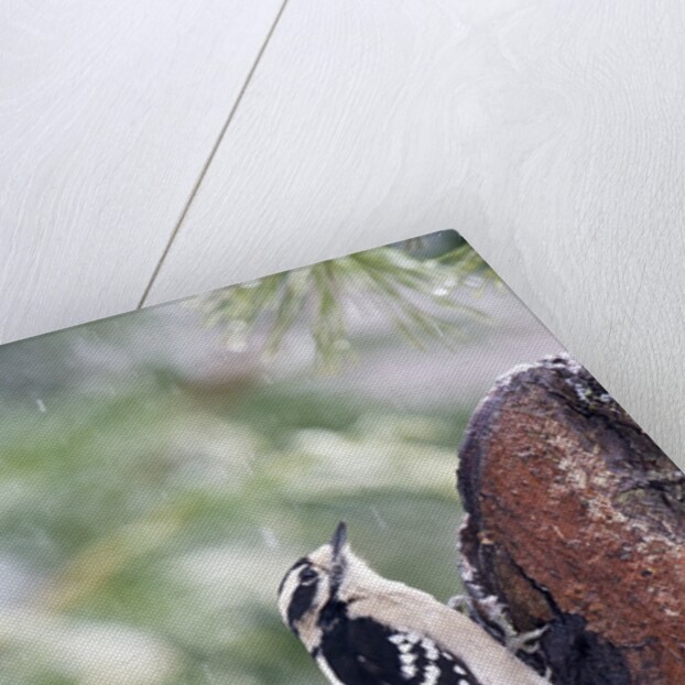 Downy Woodpecker by Anonymous