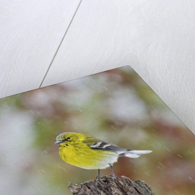 Pine Warbler by Anonymous