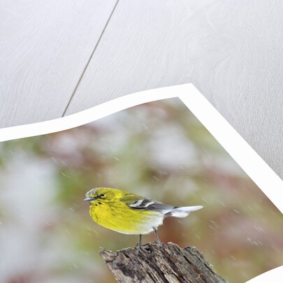 Pine Warbler by Anonymous