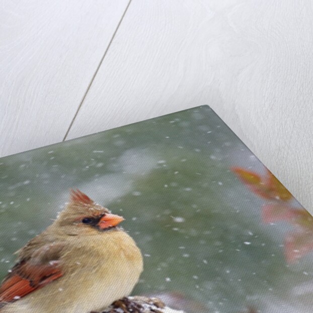 Northern Cardinal by Anonymous