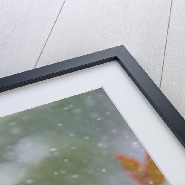 Northern Cardinal by Anonymous