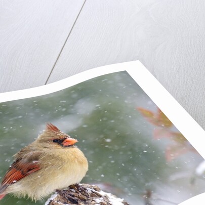 Northern Cardinal by Anonymous