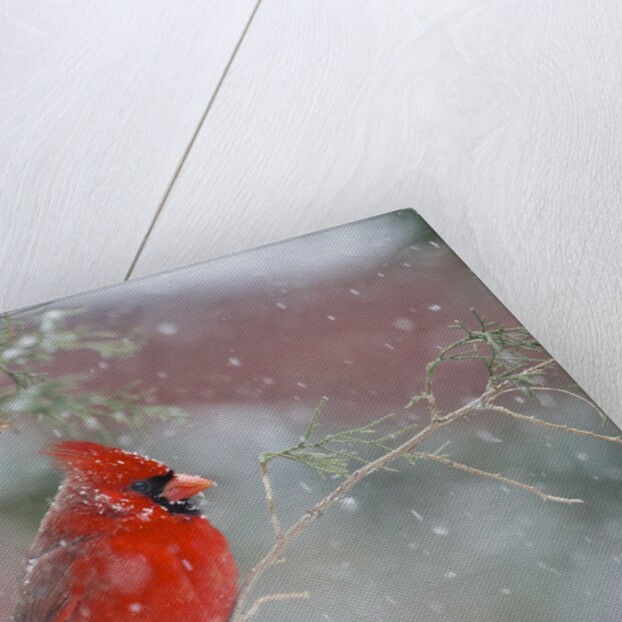 Northern Cardinal by Anonymous