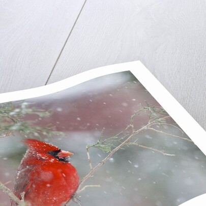 Northern Cardinal by Anonymous