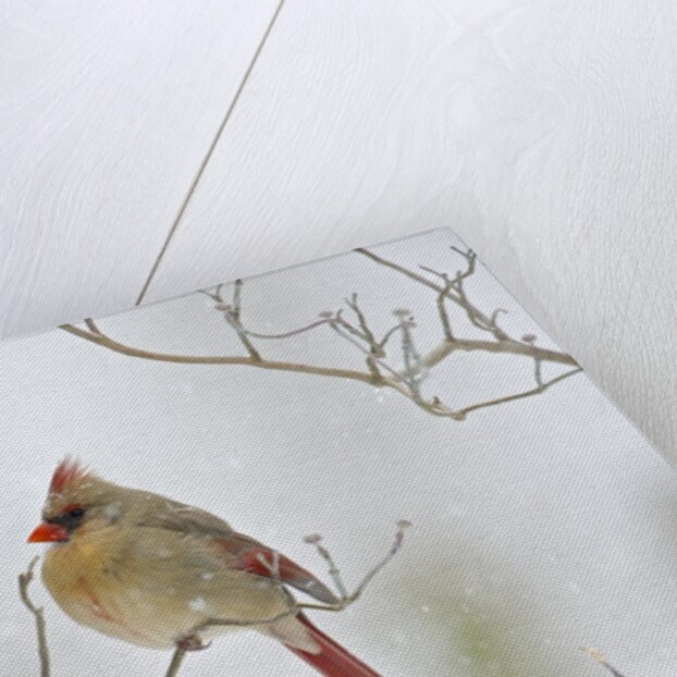 Northern Cardinal by Anonymous
