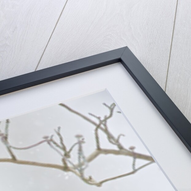 Northern Cardinal by Anonymous