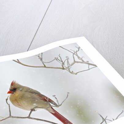 Northern Cardinal by Anonymous