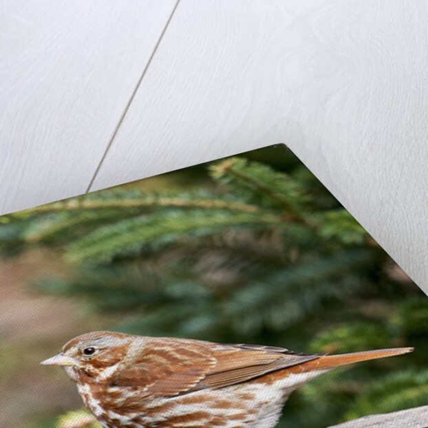 Fox Sparrow by Anonymous