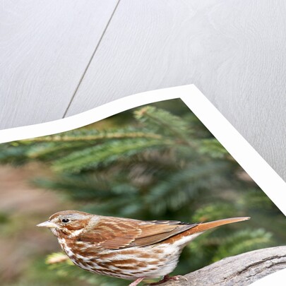 Fox Sparrow by Anonymous