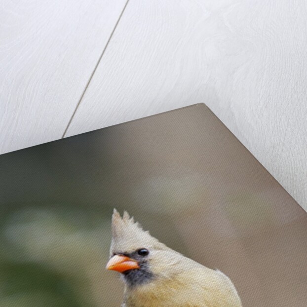 Northern Cardinal by Anonymous