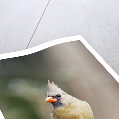 Northern Cardinal by Anonymous