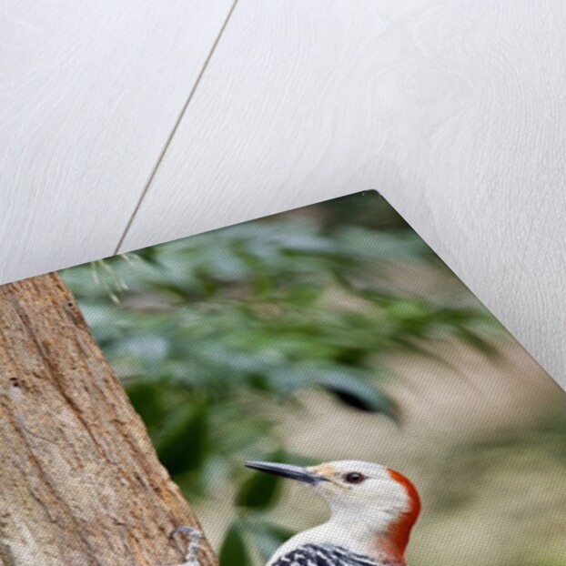 Red-bellied Woodpecker by Anonymous