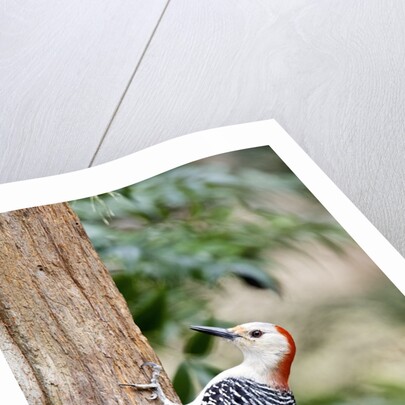 Red-bellied Woodpecker by Anonymous