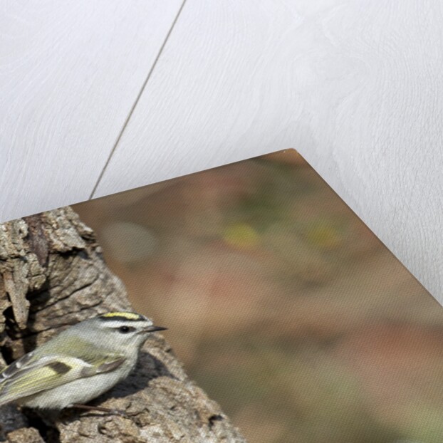 Golden-crowned Kinglet by Anonymous