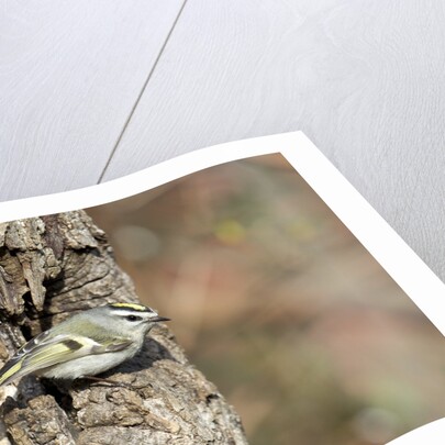 Golden-crowned Kinglet by Anonymous