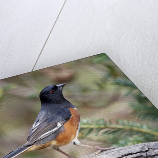 Rufous Towhee (Eastern Towhee) by Anonymous