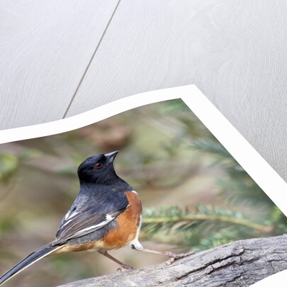 Rufous Towhee (Eastern Towhee) by Anonymous