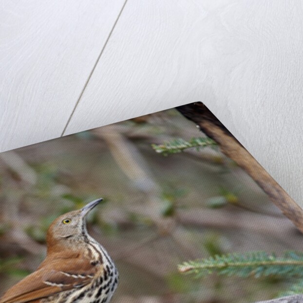 Brown Thrasher by Anonymous