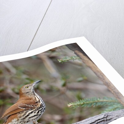 Brown Thrasher by Anonymous