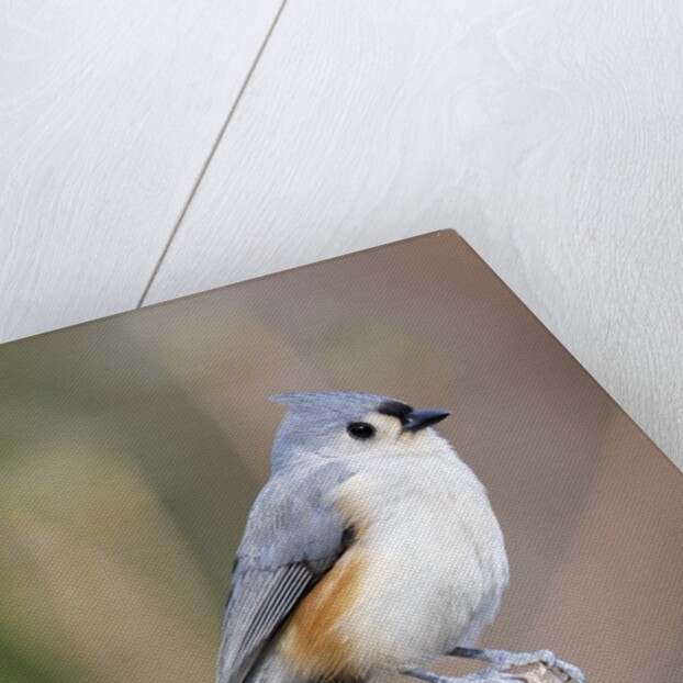 Tufted-Titmouse by Anonymous