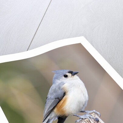 Tufted-Titmouse by Anonymous