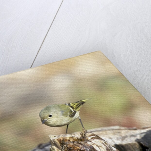 Ruby-crowned Kinglet by Anonymous
