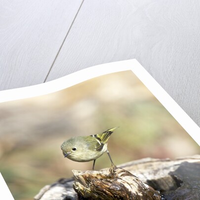 Ruby-crowned Kinglet by Anonymous
