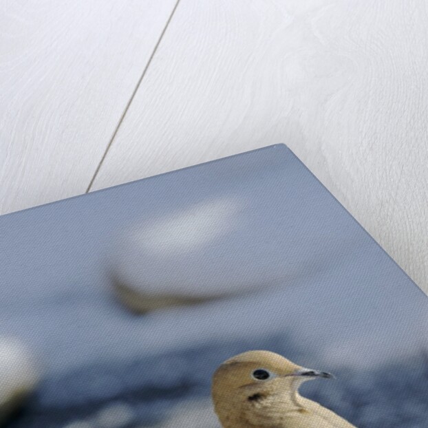 Mouring Dove by Anonymous