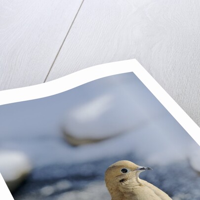 Mouring Dove by Anonymous