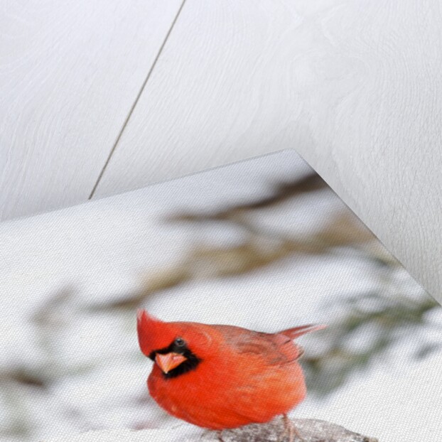 Northern Cardinal by Anonymous