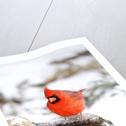 Northern Cardinal by Anonymous