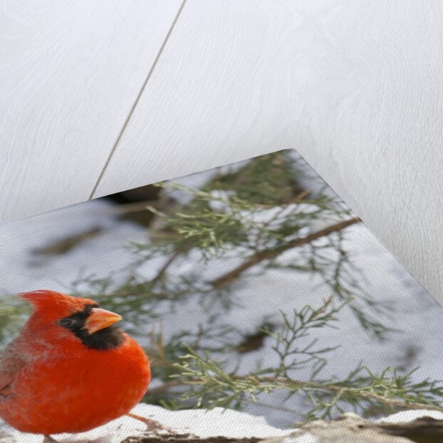 Northern Cardinal by Anonymous