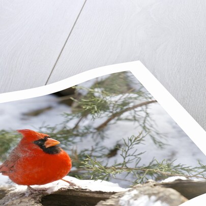 Northern Cardinal by Anonymous