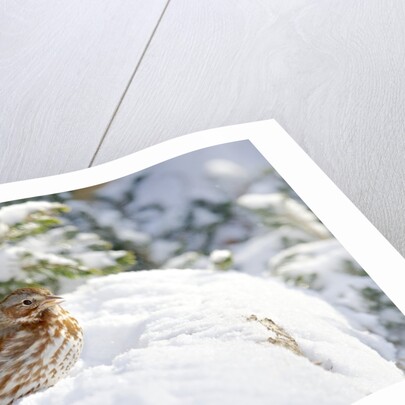 Fox Sparrow by Anonymous