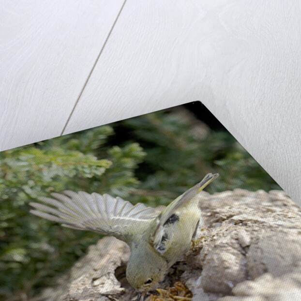 Ruby-crowned Kinglet by Anonymous