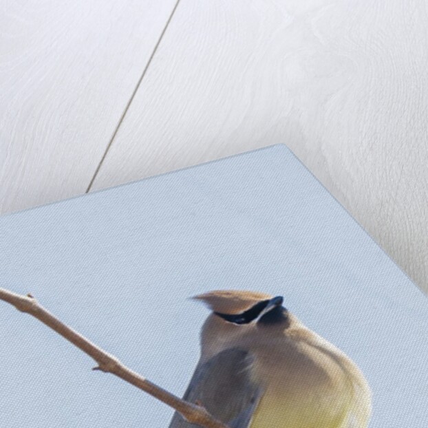 Cedar Waxwing by Anonymous