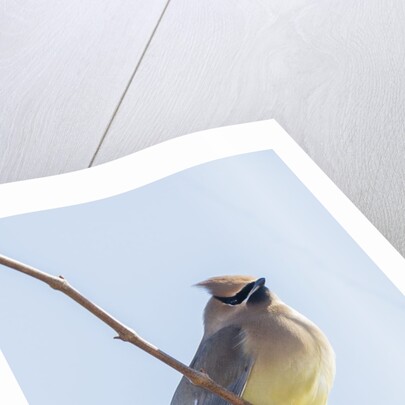 Cedar Waxwing by Anonymous