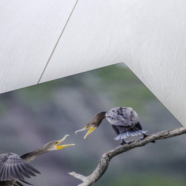 Double-crested Cormorant by Anonymous