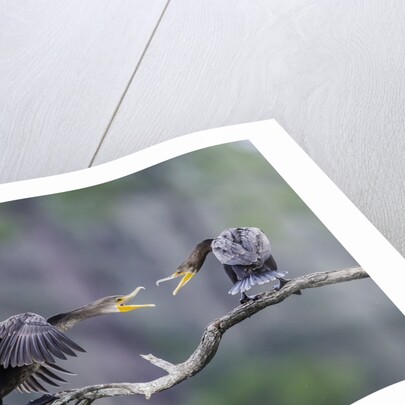 Double-crested Cormorant by Anonymous