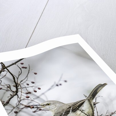 Northern Mockingbird by Anonymous