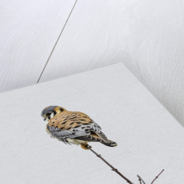 American Kestrel by Anonymous