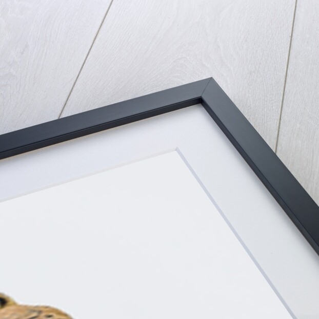 American Kestrel by Anonymous