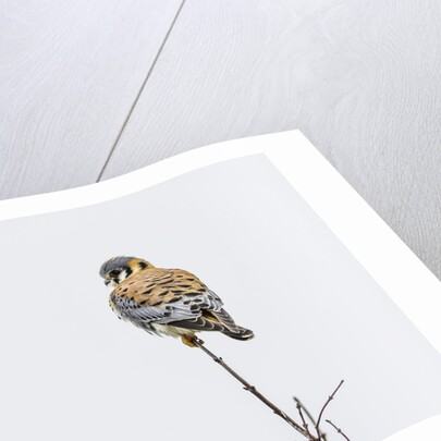 American Kestrel by Anonymous