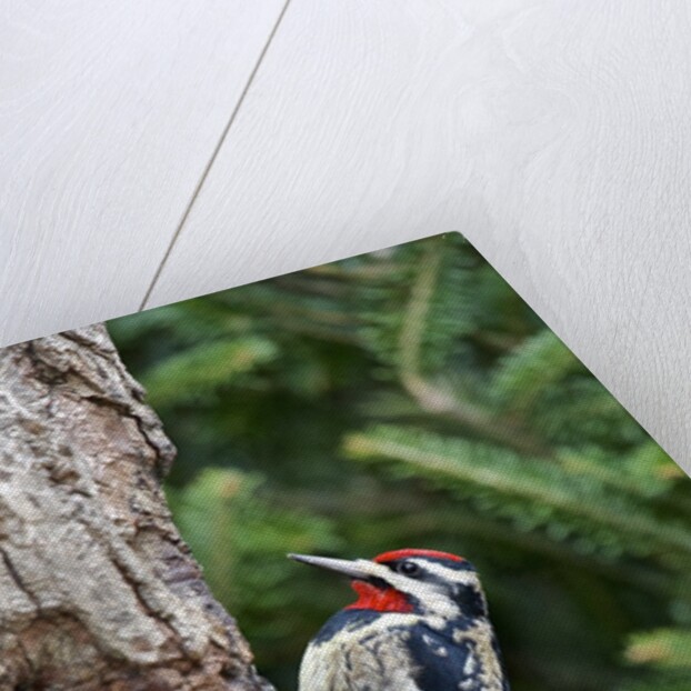 Yellow-bellied Sapsucker by Anonymous