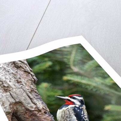Yellow-bellied Sapsucker by Anonymous